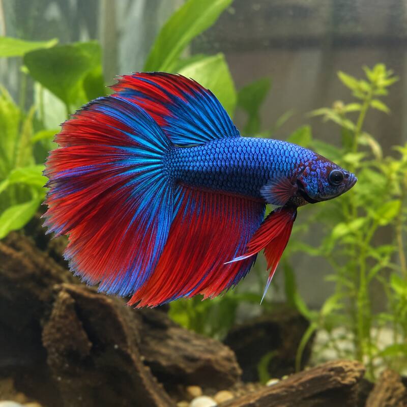 Peixe betta azul e vermelho nadando em aquário com plantas